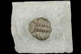 Eldredgeops Trilobite Fossil - Silica Shale, Ohio #188841-1